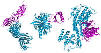 modelisation proteines
